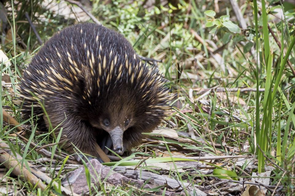 From Melbourne: Great Ocean Road Sunset Tour - Koalas, Otways, and the Wildlife-Viewing Stretch