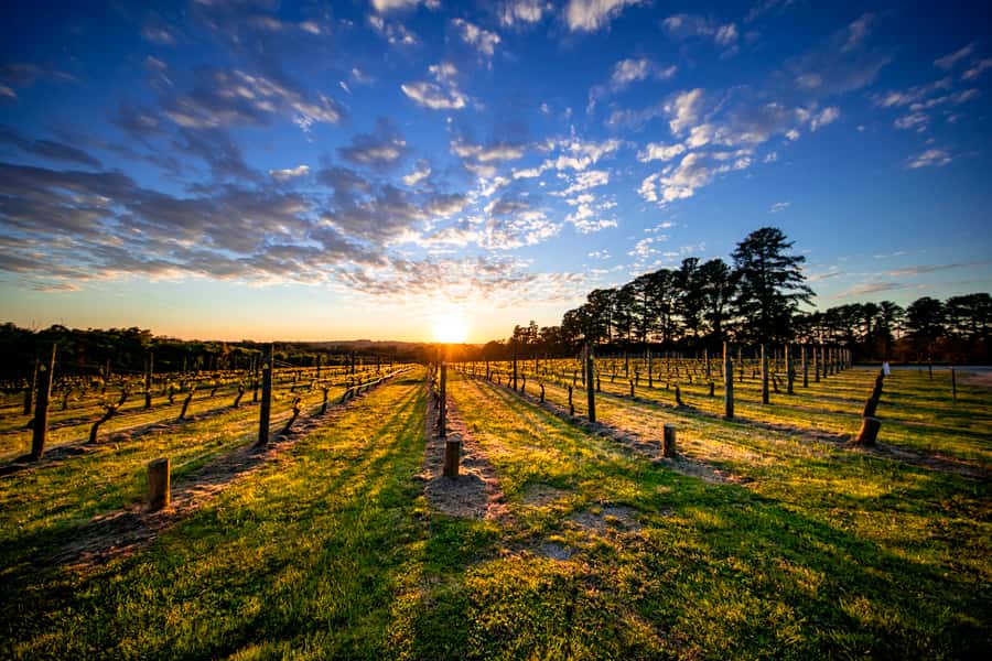 From Melbourne: Mornington Peninsula Food & Wine Taste Trail - Getting There and Getting Comfortable: Pickup, Timing, and What to Wear