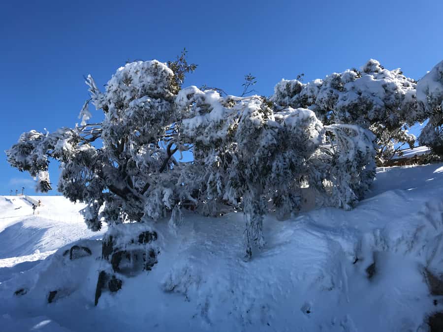 From Melbourne: Mt Buller Snow Day Small Group Boutique Tour - The first decision at Mt Buller: slopes, gear, or a guided walk