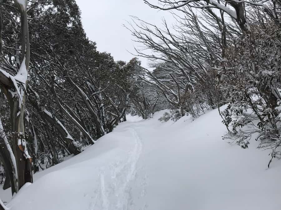 From Melbourne: Mt Buller Snow Day Small Group Boutique Tour - The Village Circuit Track: a one-hour walk that actually earns its keep