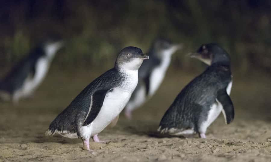 From Melbourne: Penguin Parade Afternoon Tour - Key things to know before you go