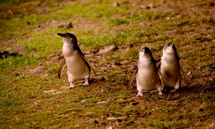 From Melbourne: Penguin Parade Afternoon Tour - The Nobbies stop: ocean views, wildlife odds, and why you shouldn’t skip it