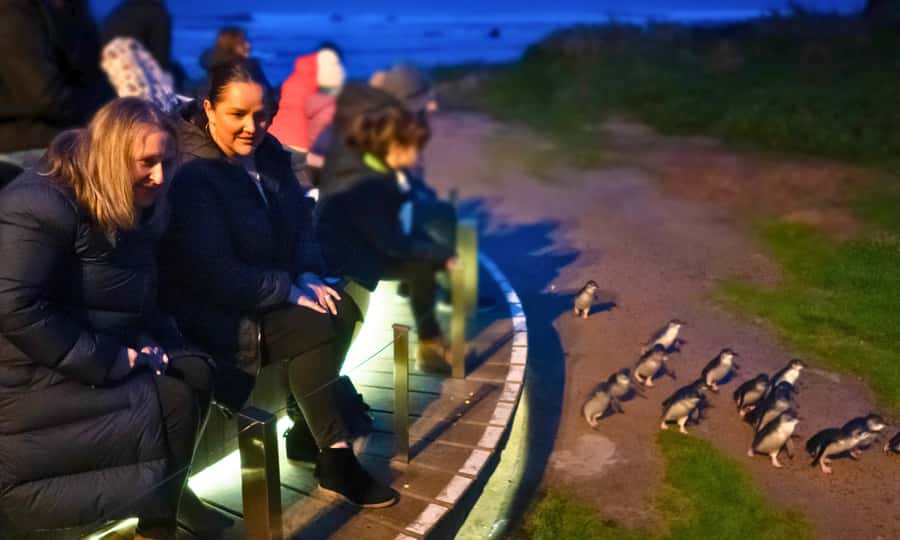 From Melbourne: Penguin Parade Afternoon Tour - Market & Flinders pickup: convenient, but don’t miss the exact spot