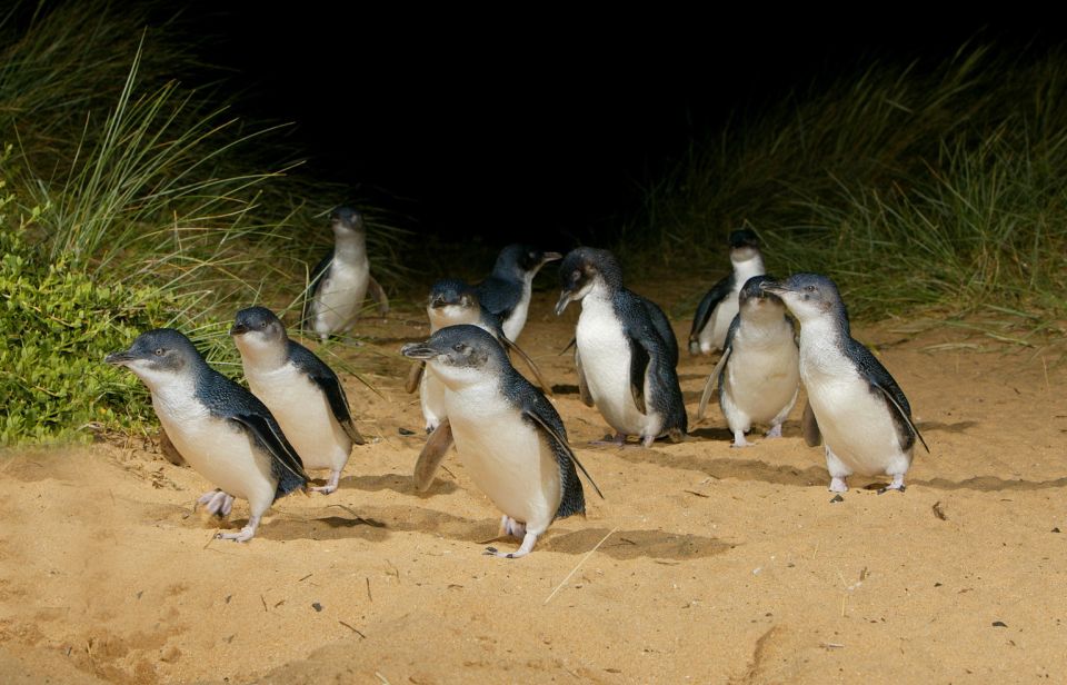 From Melbourne: Penguins and Wildlife Nature Day Tour - Value for money at about $105: what’s included (and what you’ll pay for on top)