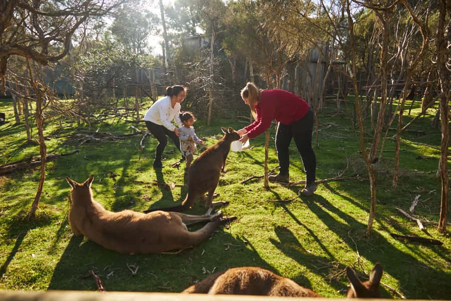 From Melbourne: Penguins and Wildlife Nature Day Tour - Moonlit Sanctuary Wildlife Conservation Park: koalas, wallabies, and Tasmanian devils up close