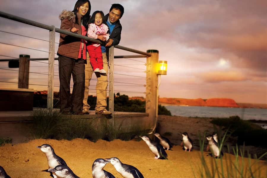 From Melbourne: Phillip Is Penguin Parade & Koala Reserve - From Southern Cross to Phillip Island: the Bass Coast drive