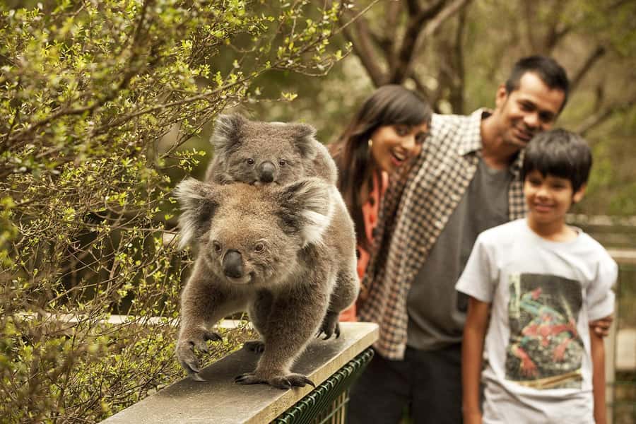 From Melbourne: Phillip Is Penguin Parade & Koala Reserve - Seal Rocks and the Nobbies Centre boardwalk: sea cliffs and big-sky views