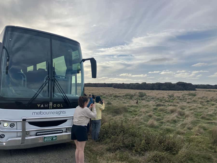 From Melbourne: Phillip Is Penguin Parade & Koala Reserve - Wallabies on the scenic dirt-road drive: how to spot wildlife without straining