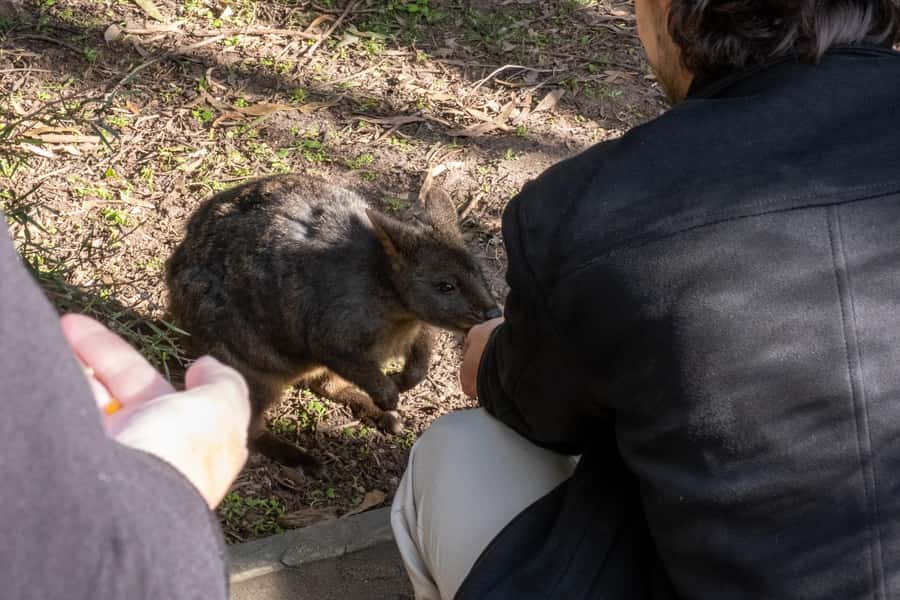 From Melbourne: Phillip Island and Penguin Parade Day Tour - Key moments to look forward to