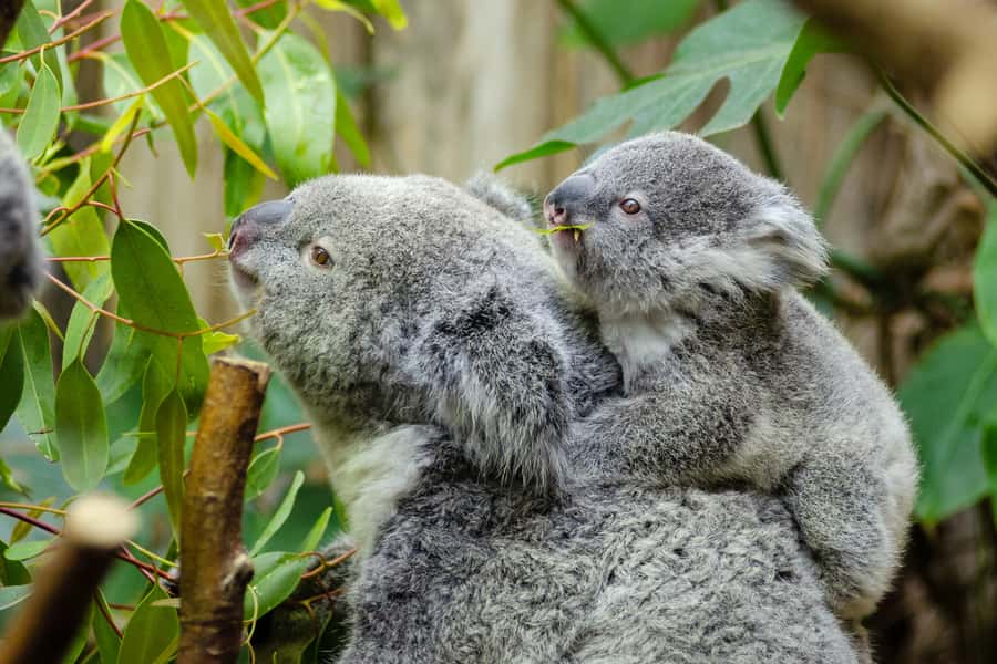 From Melbourne: Phillip Island and Penguin Parade Day Tour - From Melbourne pickup to the Phillip Island drive time