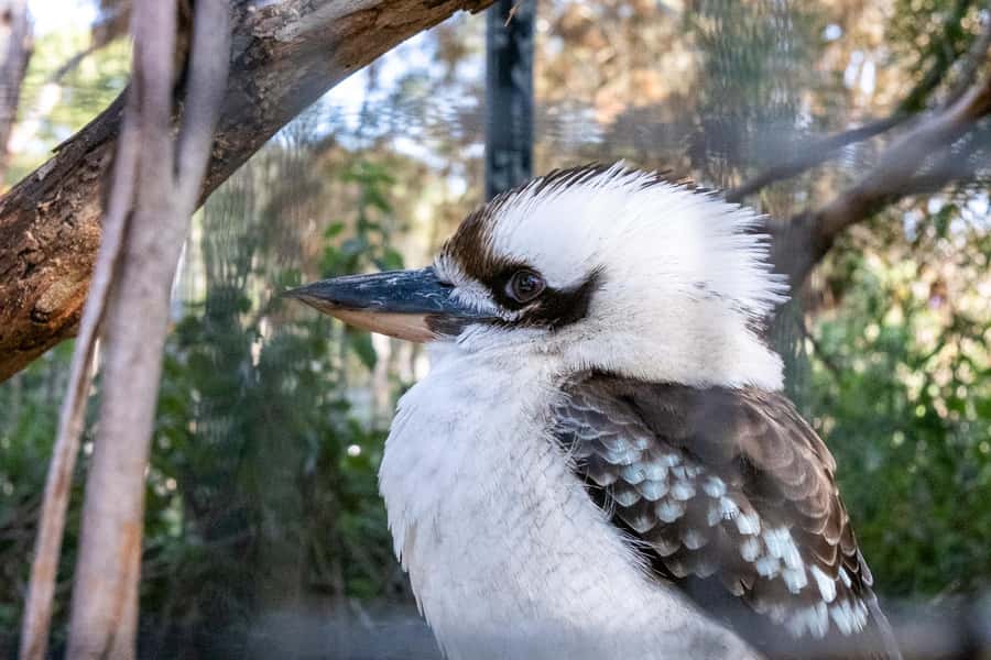 From Melbourne: Phillip Island and Penguin Parade Day Tour - Weather, seasons, and animal odds you can plan around