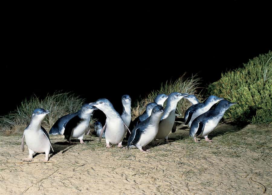 From Melbourne: Phillip Island and Penguin Parade Day Tour - Moonlit Sanctuary: koalas, kangaroos, and that ranger talk
