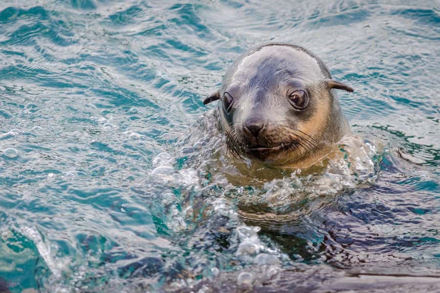 From Melbourne: Phillip Island Penguin Parade Express Tour - From Southern Cross to Phillip Island: comfort and pacing that make it worth it