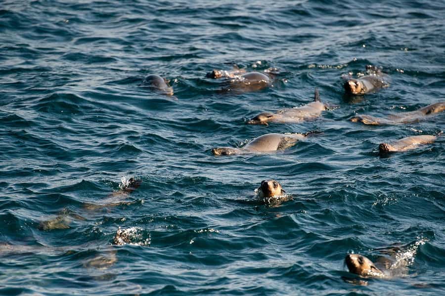From Melbourne: Phillip Island Penguin Parade Express Tour - Seal Rocks and the Nobbies Centre: quick walk, big payoff