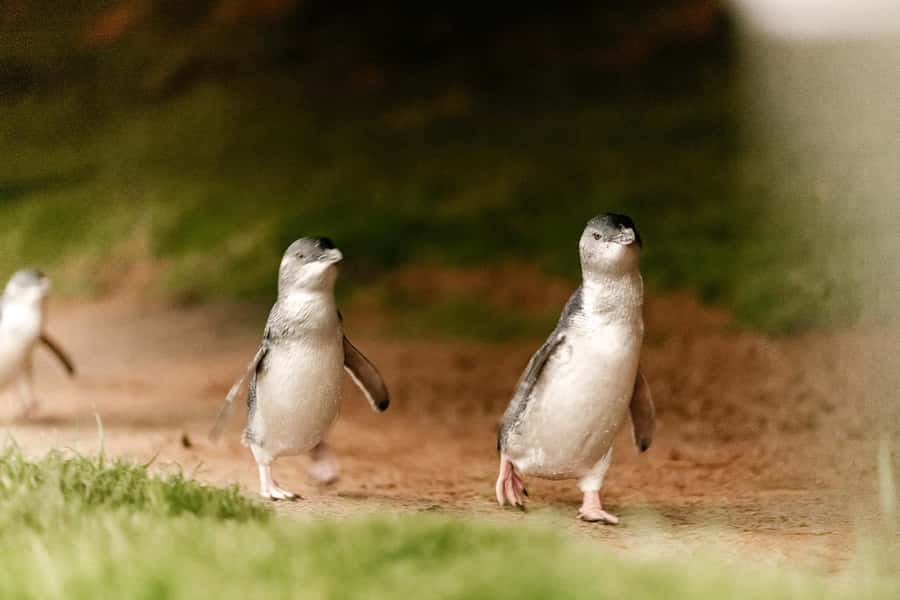From Melbourne: Phillip Island Penguin Parade Express Tour - Penguin Parade at sunset: what you’ll see as darkness falls