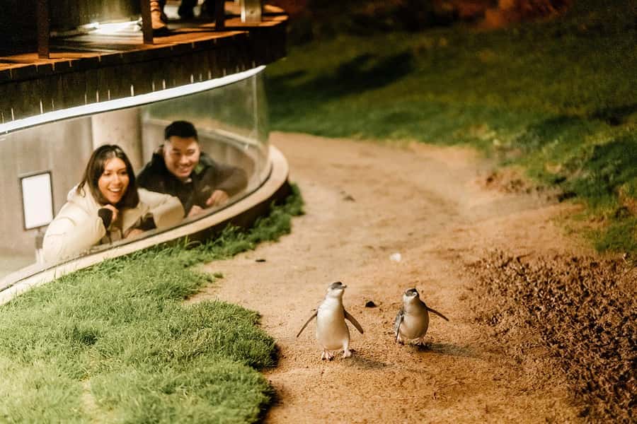 From Melbourne: Phillip Island Penguin Parade Express Tour - Weather reality: what to pack for wind, rain, and cold nights