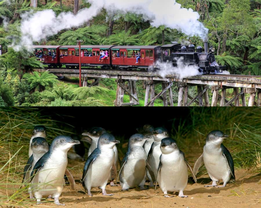 From Melbourne: Puffing Billy and Penguin Parade Combo Tour - Getting There: Hotel Windsor Pick-Up and Comfortable Transfers