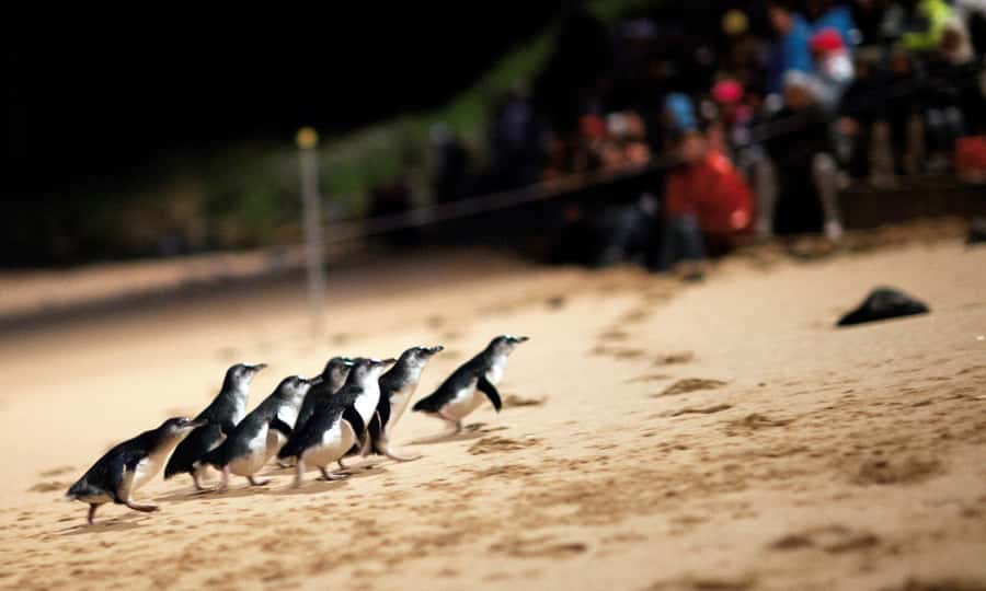 From Melbourne: Puffing Billy & Penguins Combo Tour Package - Puffing Billy and penguins in one packed Victorian day