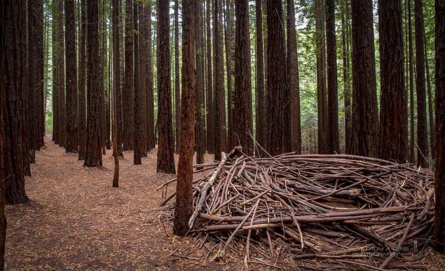 From Melbourne: Redwoods Forest & Yarra Valley Wine Tour - Cement Creek Redwood Forest: Walking Under Giant Trees
