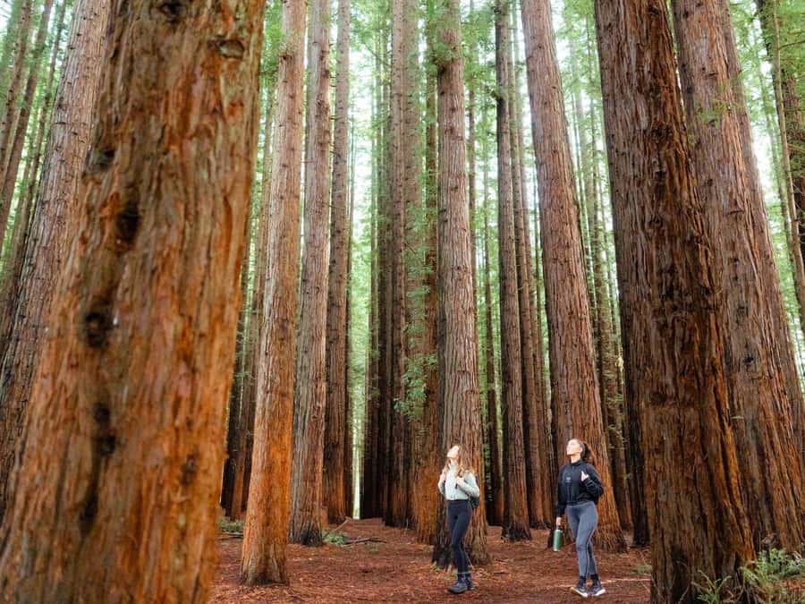 From Melbourne: Redwoods Forest & Yarra Valley Wine Tour - Premium Comfort on the Way Out of the City