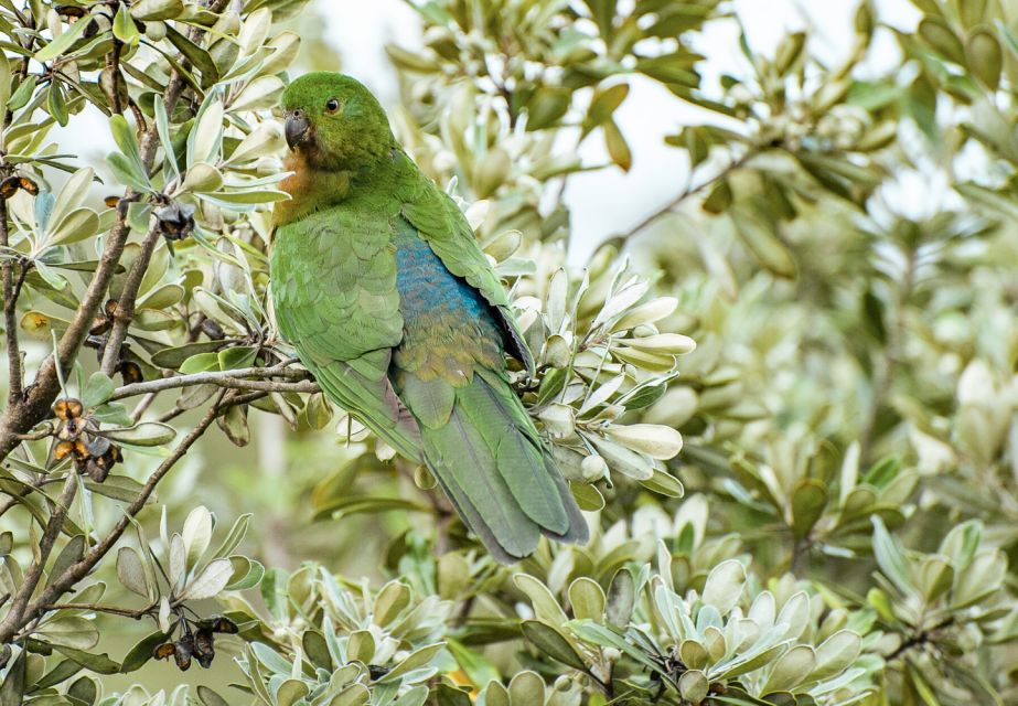 From Melbourne: Small Group Great Ocean Road Tour - Otway National Park rainforest walk: the one part you must prepare for