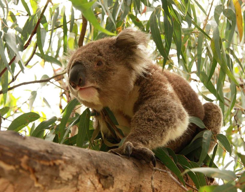 From Melbourne: Small Group Great Ocean Road Tour - Should you book this Great Ocean Road tour?