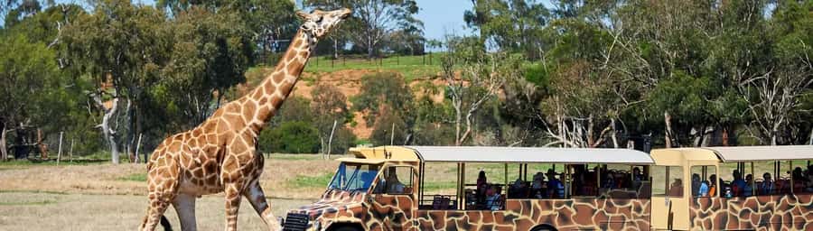 From Melbourne: Werribee Open Range Zoo & Werribee Mansion - Free time at the zoo: wandering smart (not rushing)