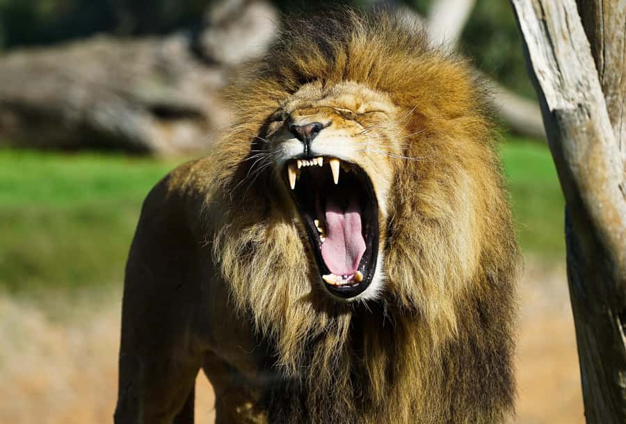 From Melbourne: Werribee Open Range Zoo & Werribee Mansion - Animal extras (optional): when it’s worth spending more