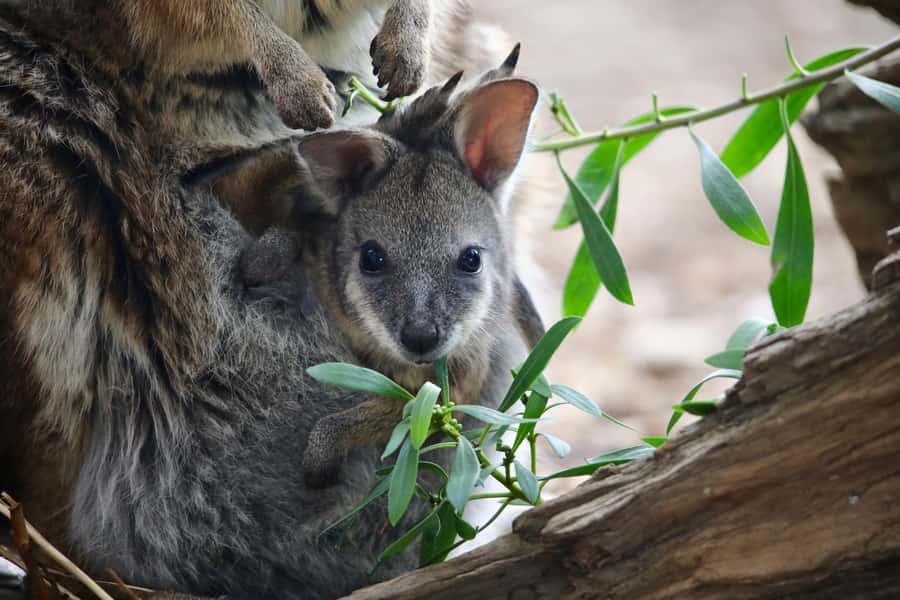 From Melbourne: Werribee Open Range Zoo & Werribee Mansion - Who this tour suits best