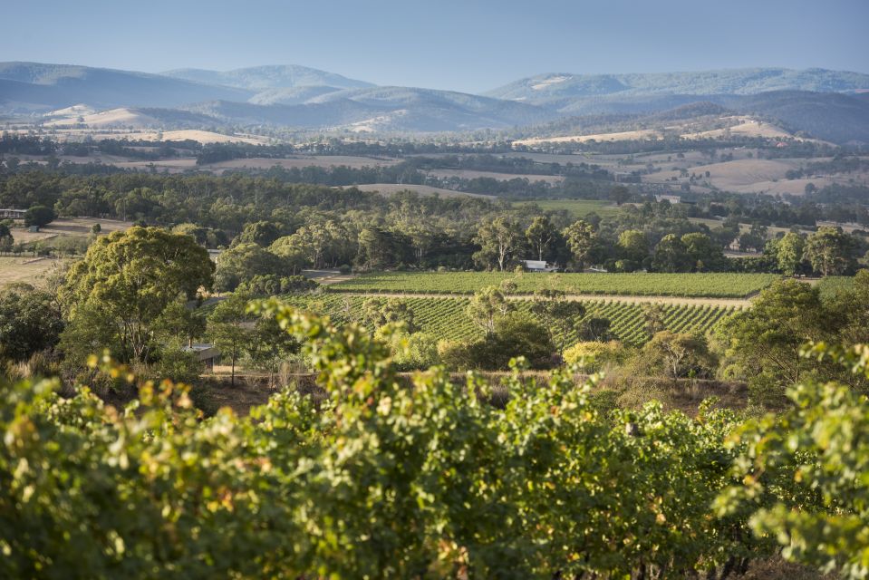 From Melbourne: Yarra Valley Chandon Cheese & Kangaroos Tour - Yarra Valley Chocolaterie: private chocolate tasting (and how to handle the line)