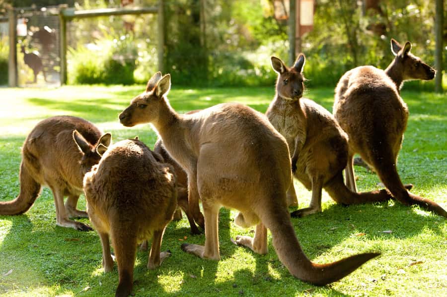 From Melbourne: Yarra Valley Wildlife & Wine Day Tour - From Melbourne to the wildlife first: why this order works