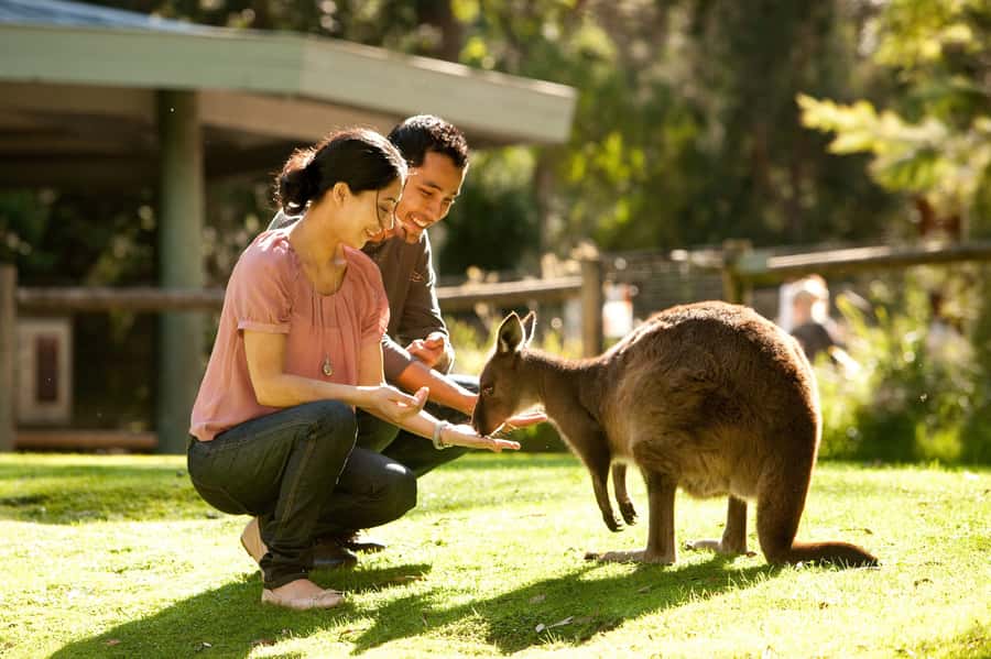From Melbourne: Yarra Valley Wildlife & Wine Day Tour - Healesville Sanctuary: your best chance at real Aussie encounters