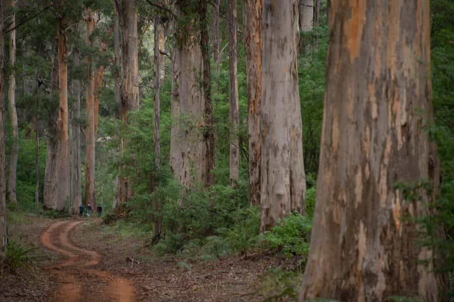 From Pemberton: Half-Day Beach and Forest Eco Adventure - The “where others can’t go” factor: modified 4WD and bush-trail access