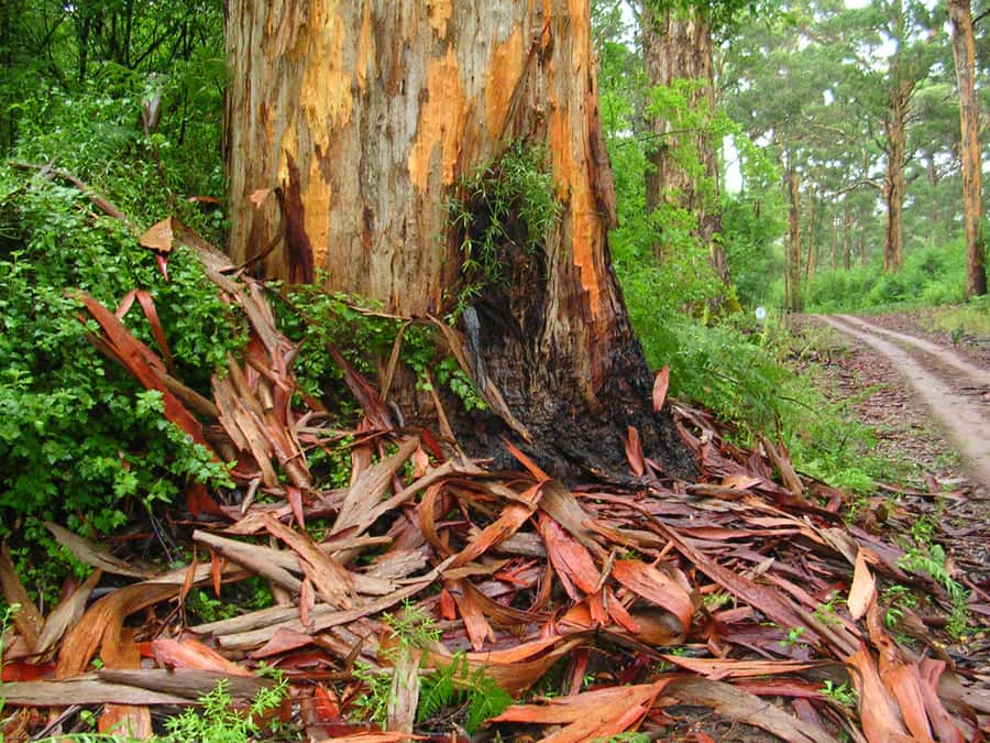 From Pemberton: Half-Day Beach and Forest Eco Adventure - Dead Man’s Lake: a quick walk with a bigger conservation purpose