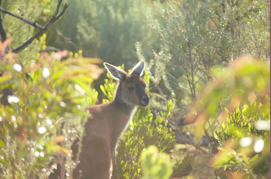 From Pemberton: Half-Day Beach and Forest Eco Adventure - Yeagarup dunes: the landlocked sand story you’ll remember