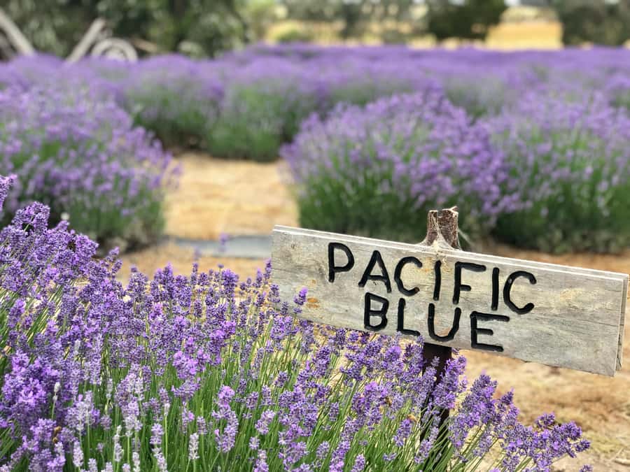 From Penneshaw: Kangaroo Island Shore Excursion Tasting Tour - The day’s flow: from lavender scones to spirits tasting