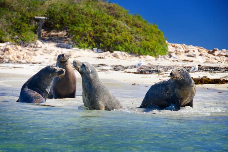 From Perth: Margaret River Wine Tour & Wildlife Cruise - Canal Rocks and Margaret River Mouth: Rock Formations With Surf-Event Energy