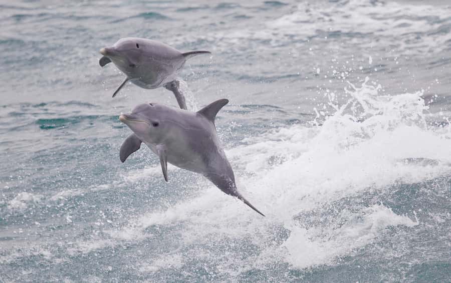 From Perth: Margaret River Wine Tour & Wildlife Cruise - Quick Timing Reality: When You’ll Be Tired, and Why That’s Normal