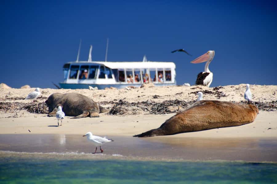 From Perth: Margaret River Wine Tour & Wildlife Cruise - Shoalwater Islands Marine Park: Your Best Shot at Dolphins, Sea Lions, and Penguins