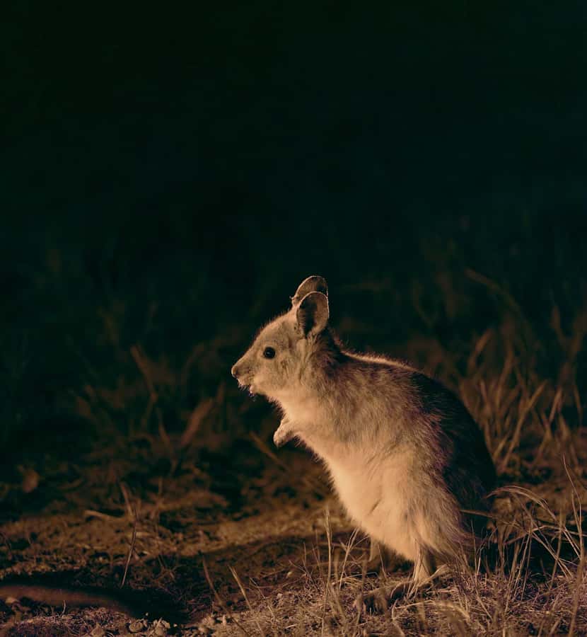 From Perth: Perth Wildlife Tour Under the Stars with Dinner - From Perth to the wheatbelt: why the journey matters