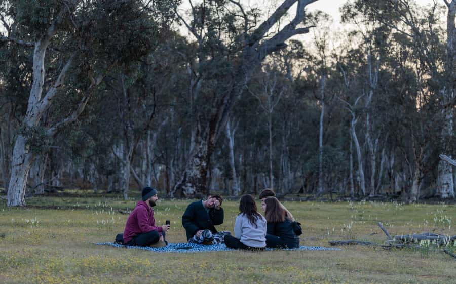 From Perth: Perth Wildlife Tour Under the Stars with Dinner - The forest at dusk: kangaroos, long shadows, and photos