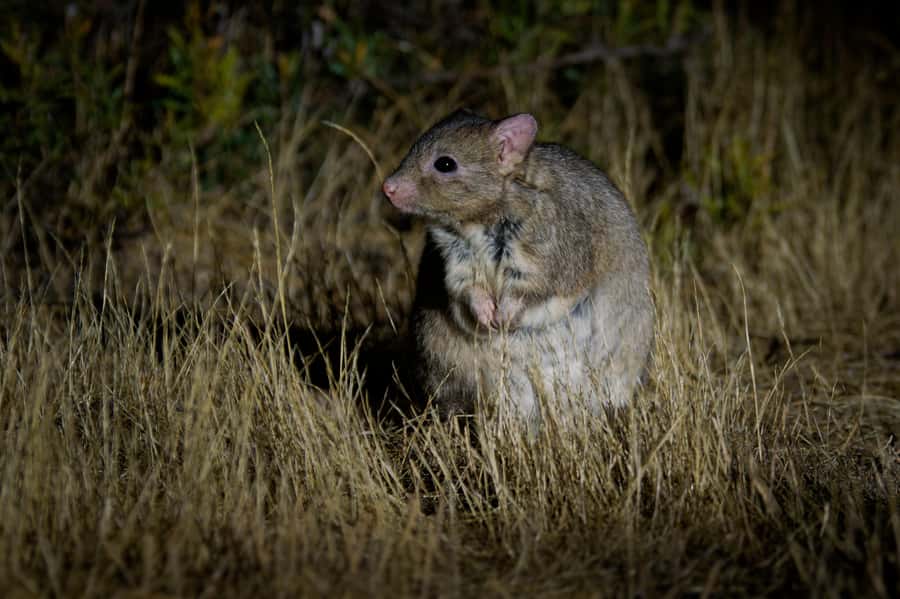 From Perth: Perth Wildlife Tour Under the Stars with Dinner - Barna Mia nocturnal experience: your best shot at the endangered stuff