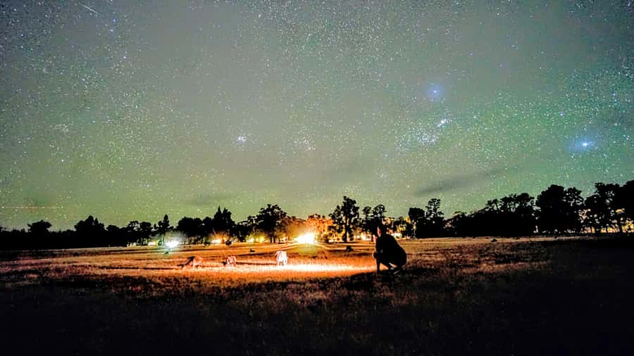 From Perth: Perth Wildlife Tour Under the Stars with Dinner - Price and value: what you’re paying for (and what costs extra)