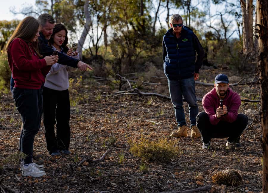 From Perth: Perth Wildlife Tour Under the Stars with Dinner - Who this Perth wildlife night tour suits best