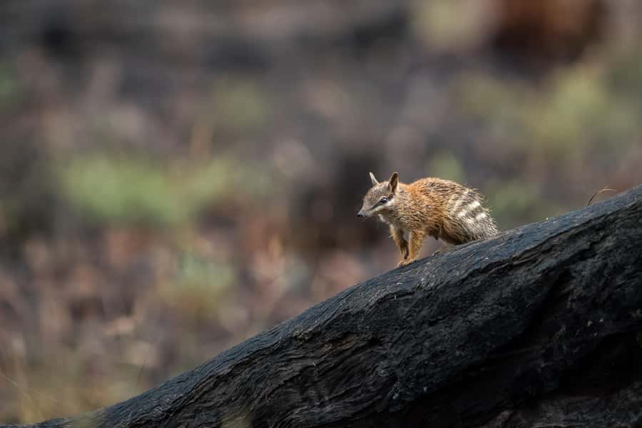 From Perth: Perth Wildlife Tour Under the Stars with Dinner - Dryandra Woodlands in daylight: short walks, real conservation country