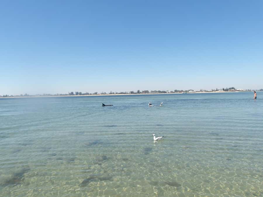 From Perth: Rockingham Seal & Penguin Islands Sea Kayak Tour - Key things to know before you go