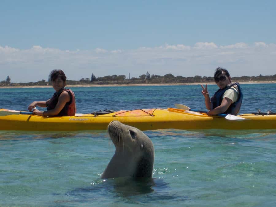 From Perth: Rockingham Seal & Penguin Islands Sea Kayak Tour - Seal Island paddle: what the first 1 km feels like