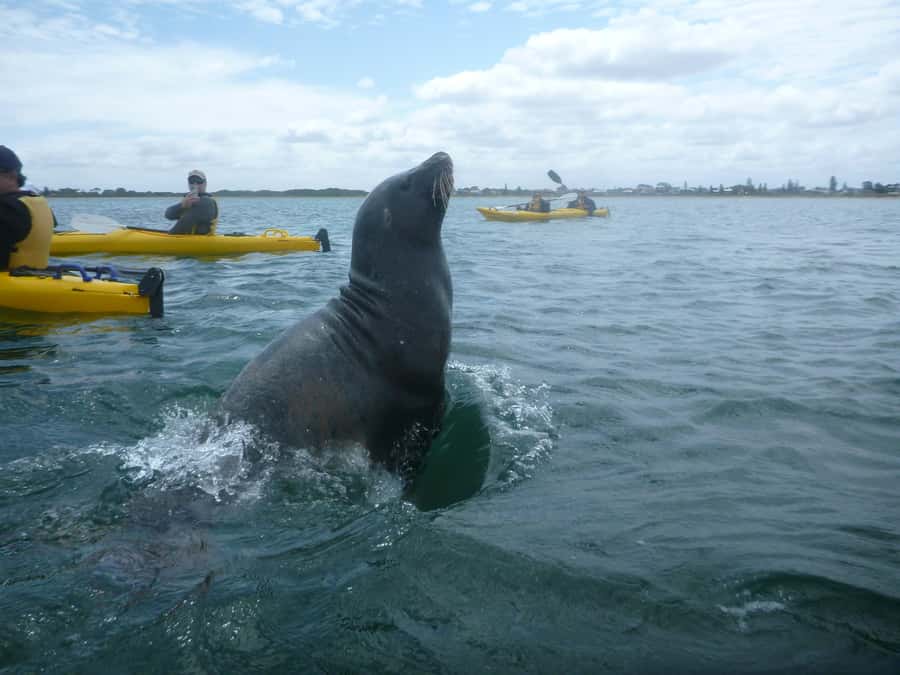 From Perth: Rockingham Seal & Penguin Islands Sea Kayak Tour - Penguin Island: guided nature walk plus a real picnic break
