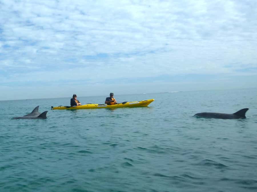 From Perth: Rockingham Seal & Penguin Islands Sea Kayak Tour - Wildlife reality check: seals, penguins, and dolphins aren’t guaranteed