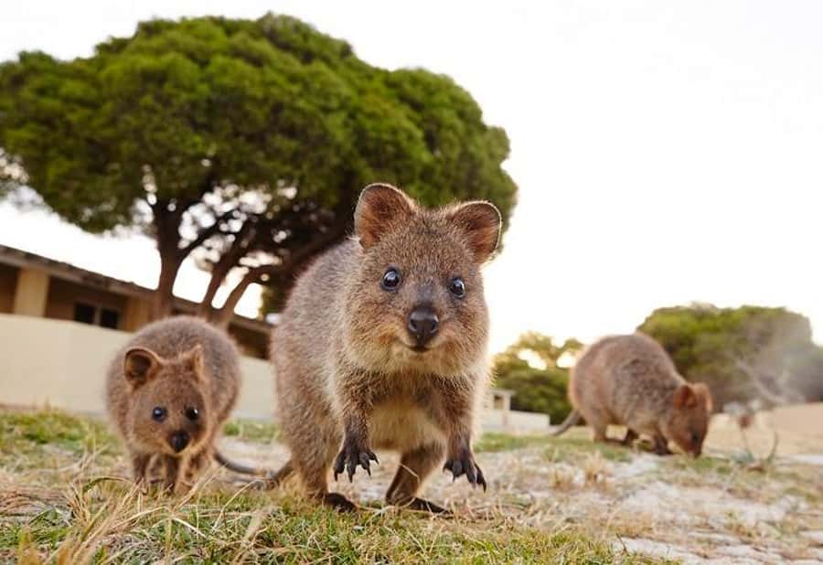 From Perth: Rottnest Island Ferry & Bike Trip - Price and value: is $118 fair for a full day?
